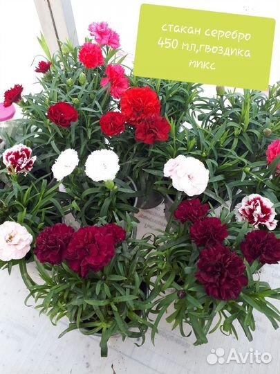 Многолетние гвоздики,низкорослые