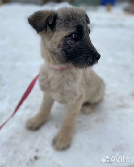 Щенульке нужен дом