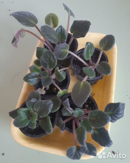 Фиалка (сентполия)