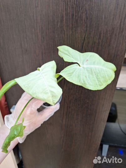 Сингониумы сортовые