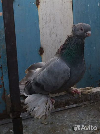 Продажа голубей