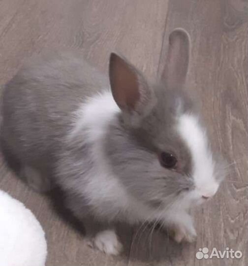 Декоративный кролик