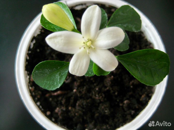 Муррайя метельчатая (домашнее растение)