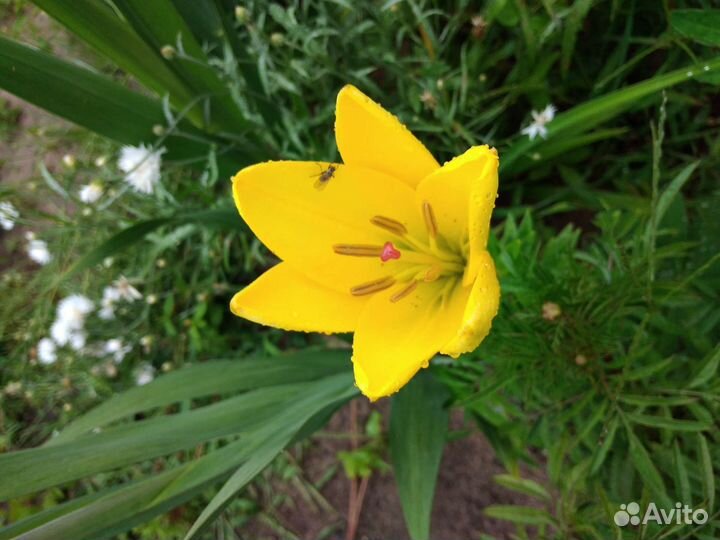 Озеленитель