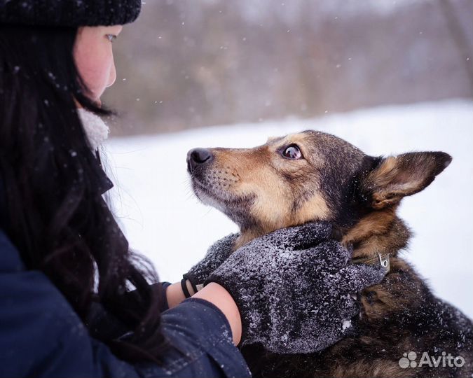 Собака в добрые руки отдам бесплатно