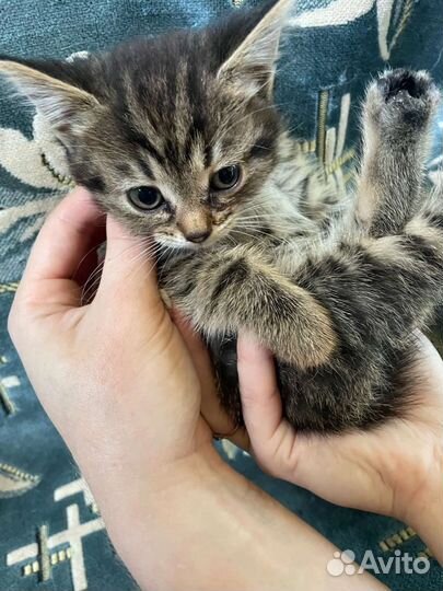 Кошка в дар бесплатно