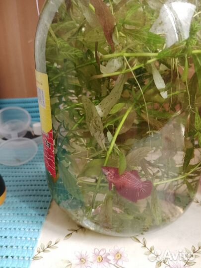 Рыбка петушок