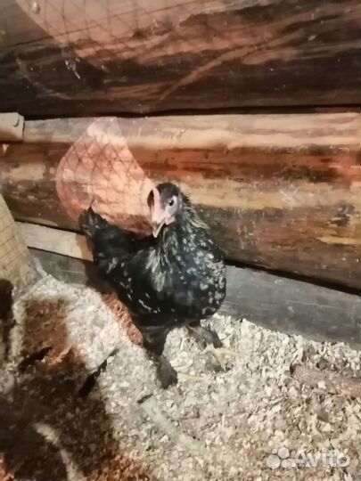 Продам петушков