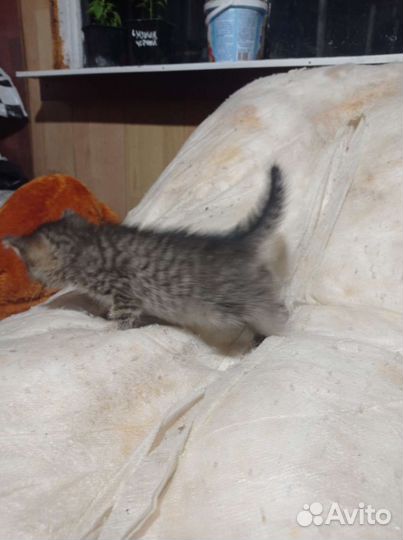 В добрые руки