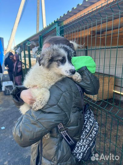 Фенотип австралийской овчарки в поисках дома