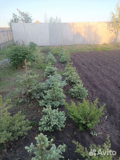 Саженцы ель голубая, ель