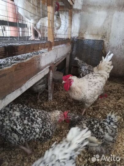 Инкубационные яйца домашних птиц