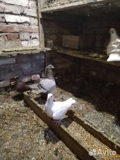 Римский великан. Польская рысь и др