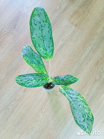 Аглаонема Уши слона Призрак Роял Даймонд