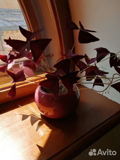 Комнатные цветы кислица