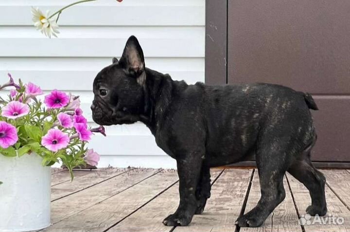 Изящная француженка