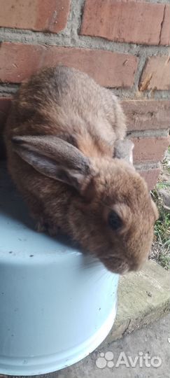 Живое мясо кролика и забой