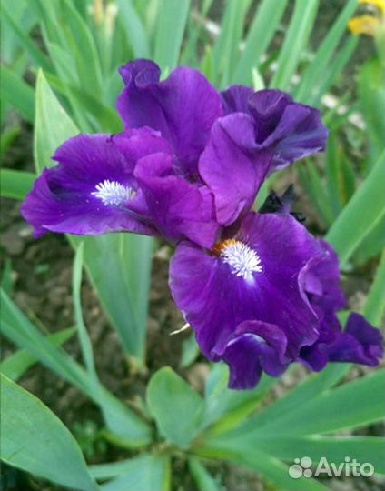 Ирисы карликовые
