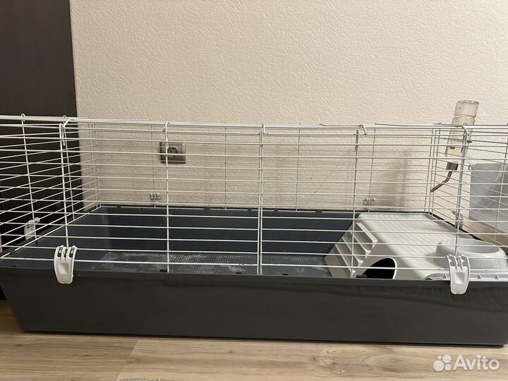 Декоративные кролики