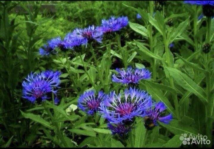 Многолетники, садовые цветы