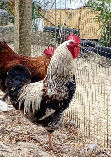 Молодые петухи