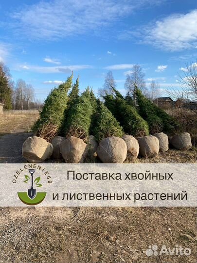 Ель сосна береза липа клен саженцы крупномер зкс