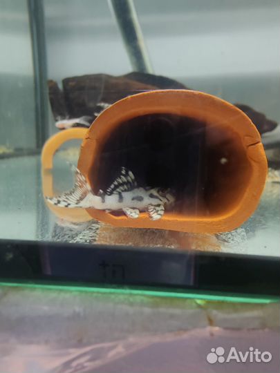 Элитные L-сомы L-046/236