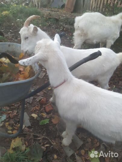 Продаю двух полугодовалых козочек