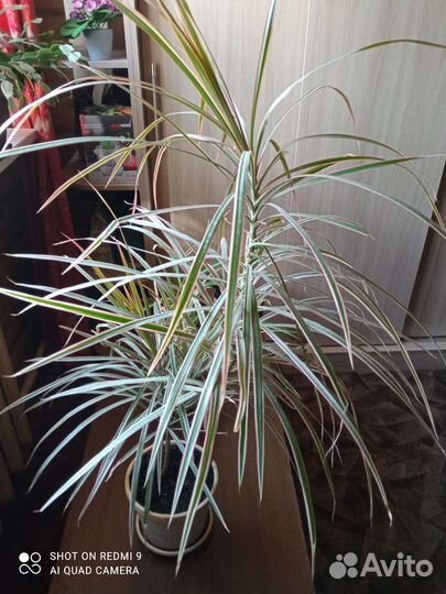 Пальма драцена