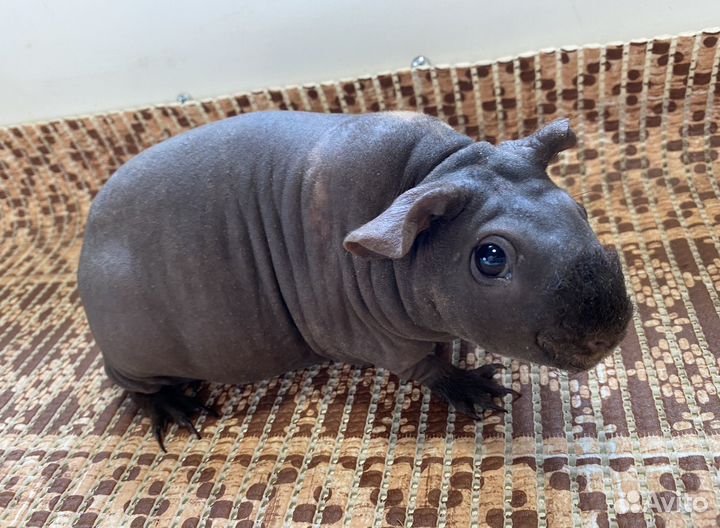 Морская свинка скинни взрослая