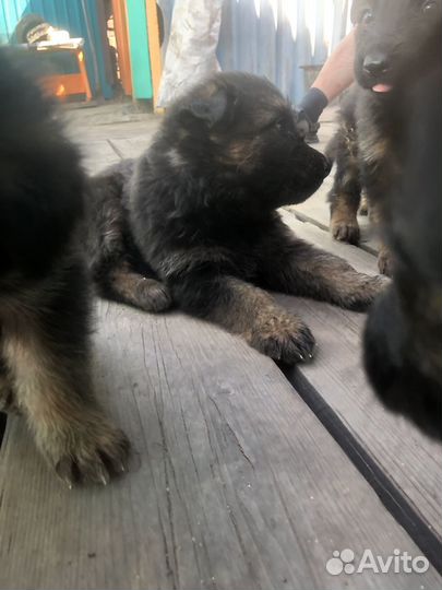 Немецкая овчарка