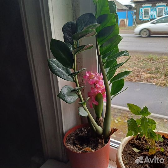 Замиокулькас