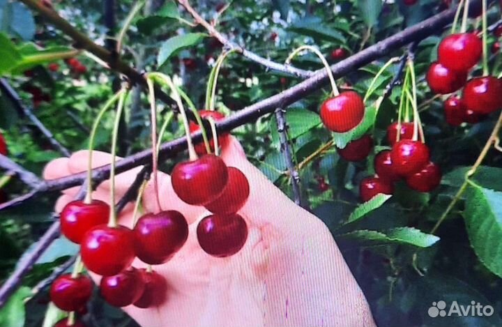 Саженцы сирени