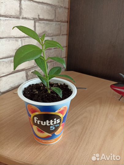 Эсхинантус жар птица