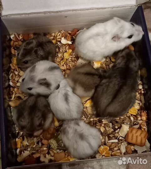 Джунгарский хомяк