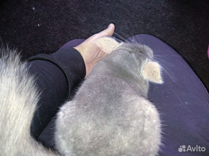 Шиншилла Бежевая бархатная фиолетовая пастель