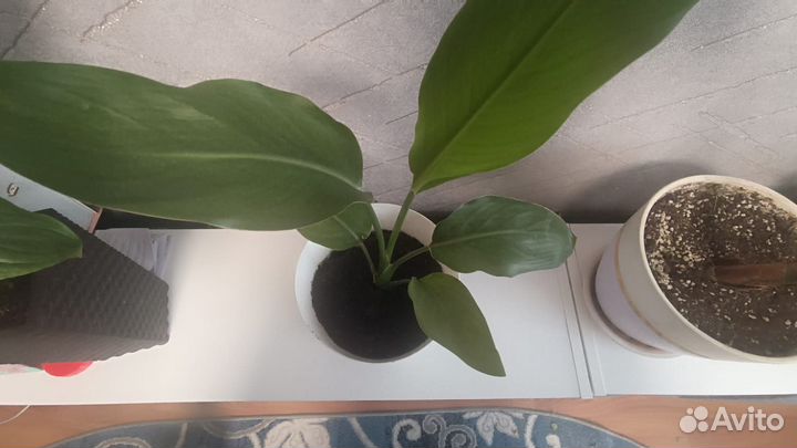 Стрелиция Регина королевская