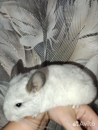 Шиншилла