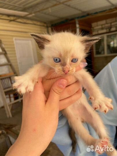 Котенок бесплатно