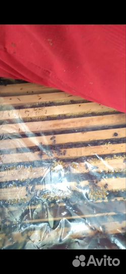 Пчелосемьи