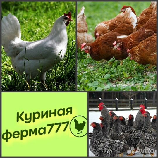Куры-несушки с гарантией