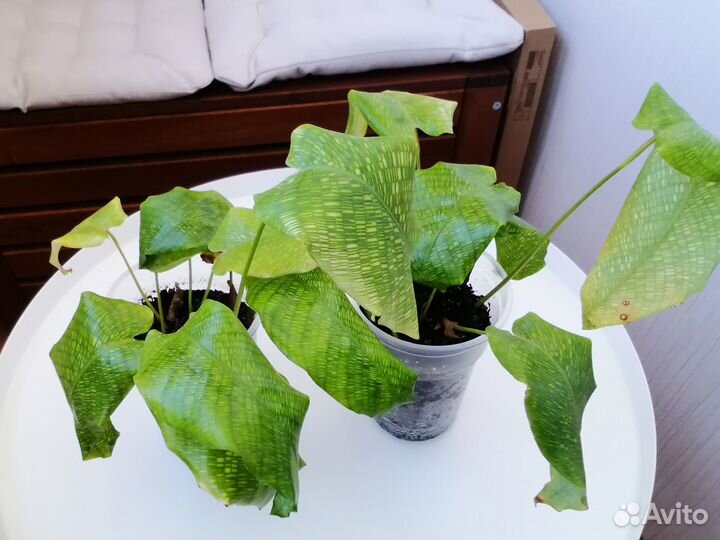 Комнатные цветы (растения)