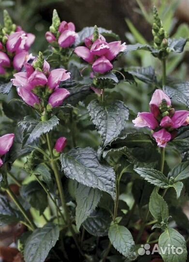 Хелоне- многолетнее растение для тени