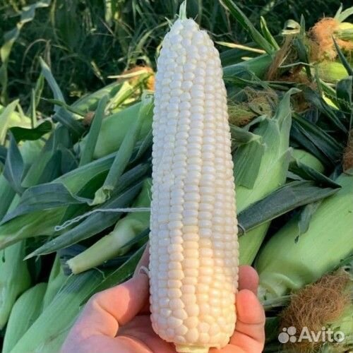 Семена кукурузы.капусты огурцы по штучно профуп