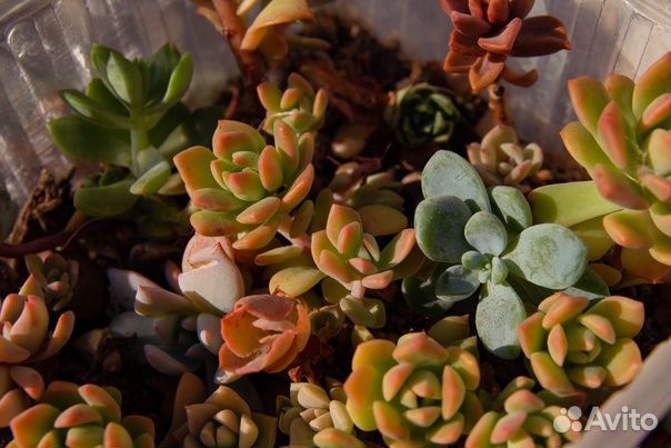 Суккуленты для садика