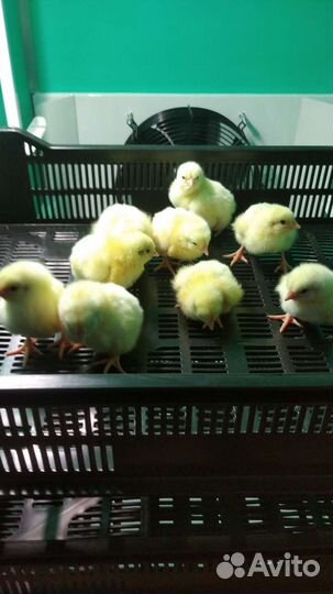 Цыплята броллера. Кобб 500 Росс 308