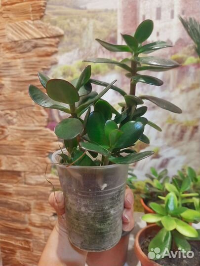 Толстянка Крассула (или денежное дерево)