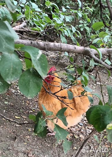 Инкубационное яйцо орпингтона Палевый