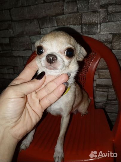 Чихуахуа шоколадный