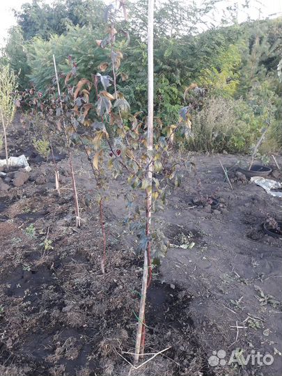 Яблоня декоративная